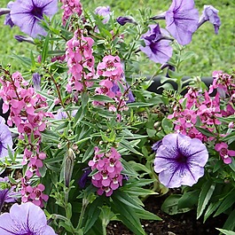 花園,鮮花,紫色