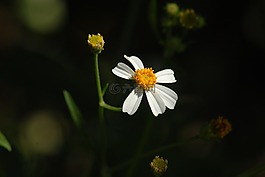 鮮花,植物區(qū)系,小花