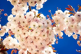 花,性質(zhì),廠