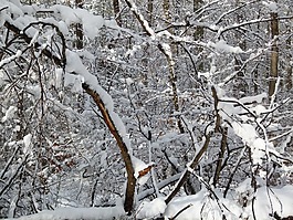 冬天,雪,暴風雪