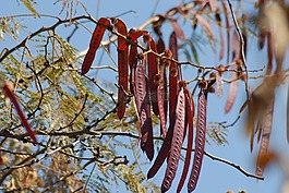 guajes,水果,树