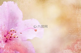 杜鹃花,背景,粉红色