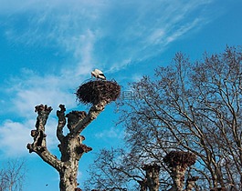 樹(shù),天空,戶(hù)外