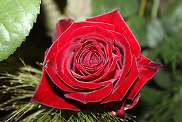 灌木,花,性质