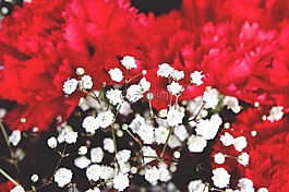 丁香,紅色,花