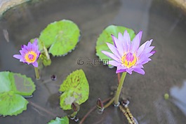 睡蓮,廠,開花