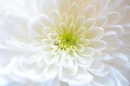 鮮花,花,植物
