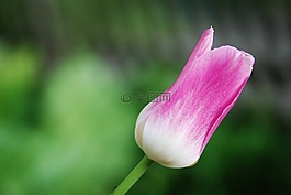 郁金香,花,荷蘭