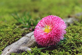 雛菊,花,開花