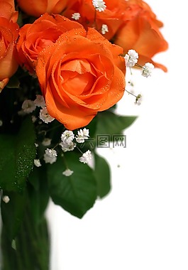 玫瑰,束玫瑰花,束鮮花