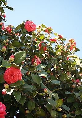 茶花,鮮花,藍(lán)色的天空