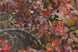 紅色,葉子,分支