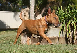 狗,微型,斗牛犬
