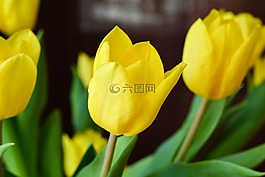 郁金香,鮮花,黃色