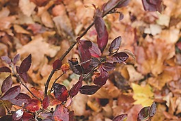 紅色,葉子,分支