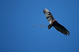 鳥(niǎo),兀鷲,野生