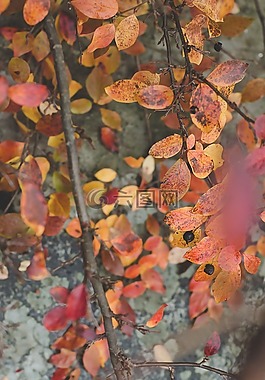 紅色,葉子,分支