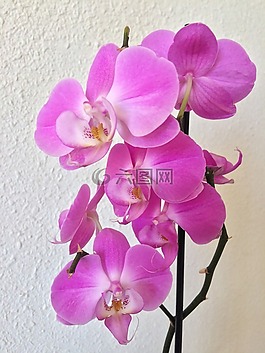 蘭花,紫色,異國情調(diào)