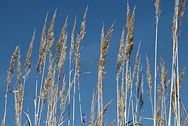 halme,草,陽光