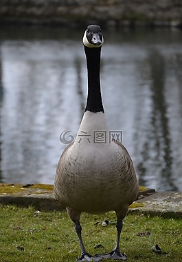 動物,鳥,天鵝