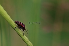 没有一个人,昆虫,性质