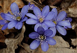 性質(zhì),花,植物