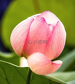 花,蓮花,開花