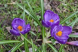 花,夏季,性質(zhì)