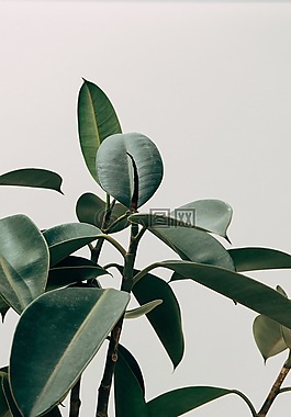 綠色,葉,植物