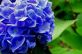 绣球,花,蓝色