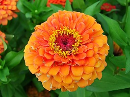 花,黄,黄色的花