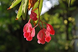 花,粉红色,漂亮