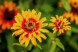 花,開花,花園