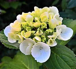 廠,八仙花,開花