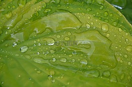 葉,自然,綠色