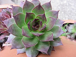 houseleek,厂,厚的板材温室