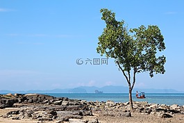 樹(shù),海灘,引導(dǎo)