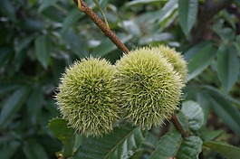 板栗,日本,綠色