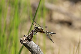 性質(zhì),生活的本質(zhì),動物