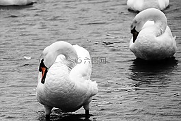 天鵝,鳥,野生動物