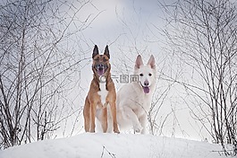 冬天,雪,冷