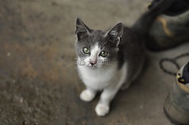 小猫,猫,灰色