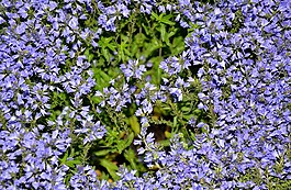 蓝色,枕头,aubrieta
