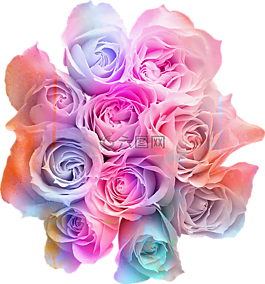 玫瑰,花束,花