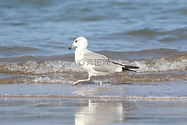 鳥,海,動物