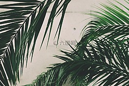 棕櫚,葉子,綠色