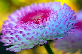 鮮花,花,植物