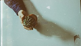 仙人掌,植物,刺