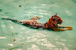 虎,動物,野生動物