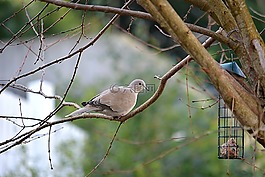 鴿子,鳥(niǎo),可愛(ài)